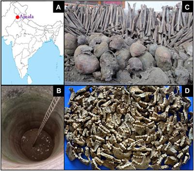 Pinpointing the Geographic Origin of 165-Year-Old Human Skeletal Remains Found in Punjab, India: Evidence From Mitochondrial DNA and Stable Isotope Analysis